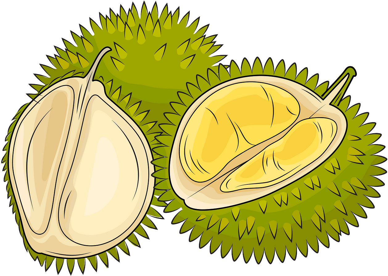 Durian Fruit Illustration PNG Image