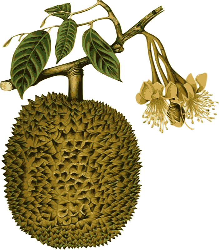 Durian Fruitand Flower Illustration PNG Image