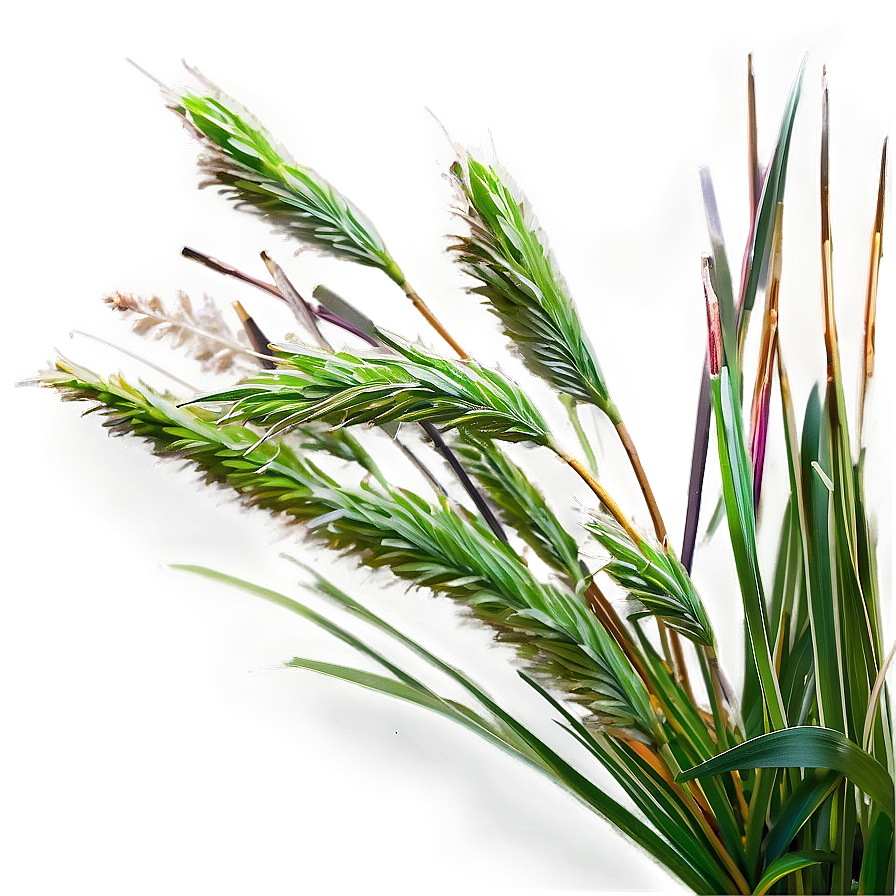 Dwarf Ornamental Grass Png Gsy PNG Image