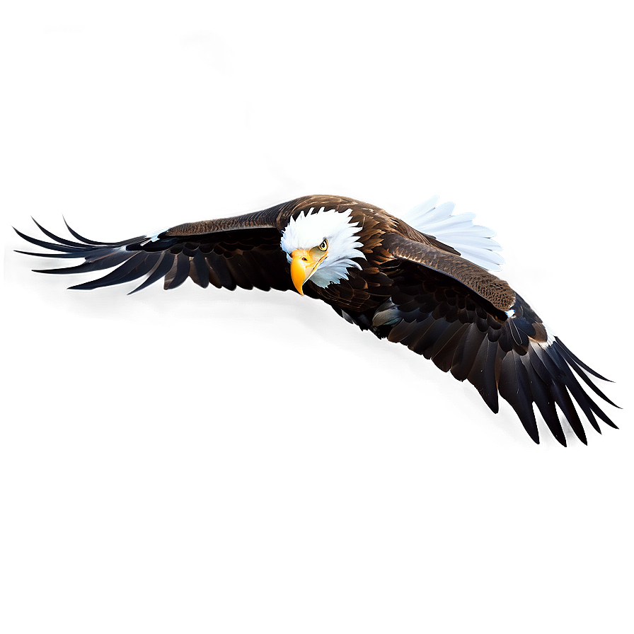 Eagle D PNG Image