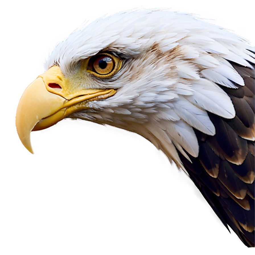 Eagle Head In Nature Png 89 PNG Image