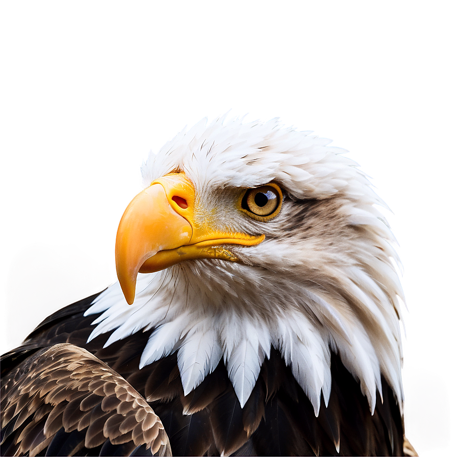 Eagle Head In Nature Png Hxi PNG Image