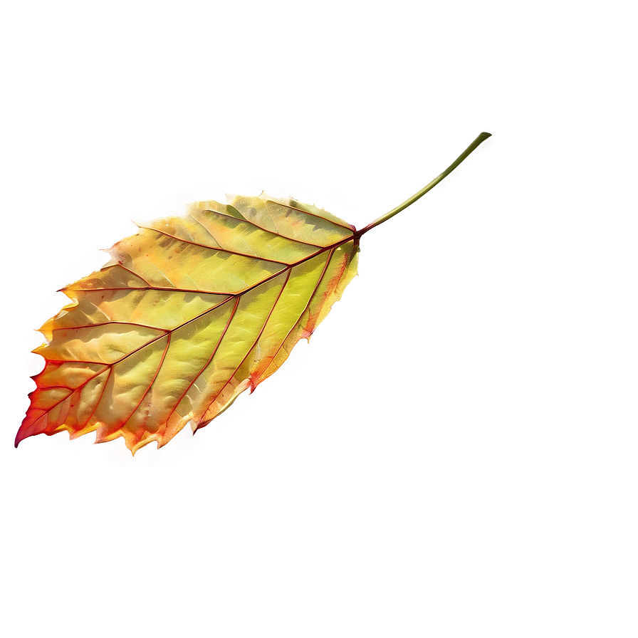 Early Autumn Leaf Png 42 PNG Image