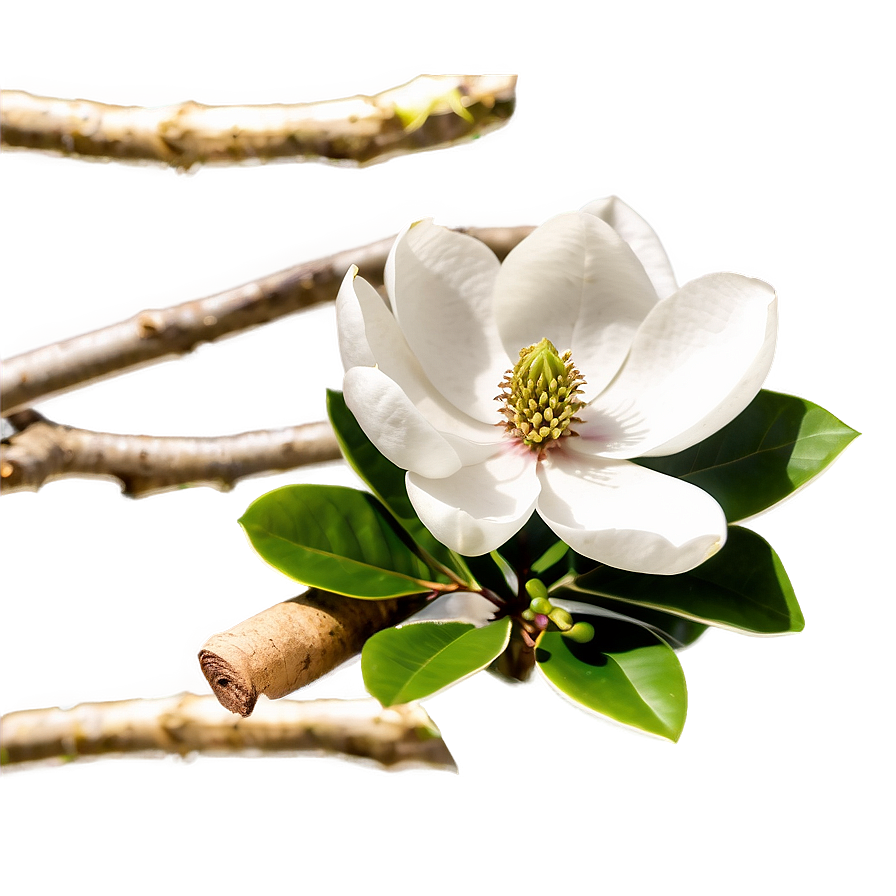 Early Spring Magnolia Png Yrw22 PNG Image