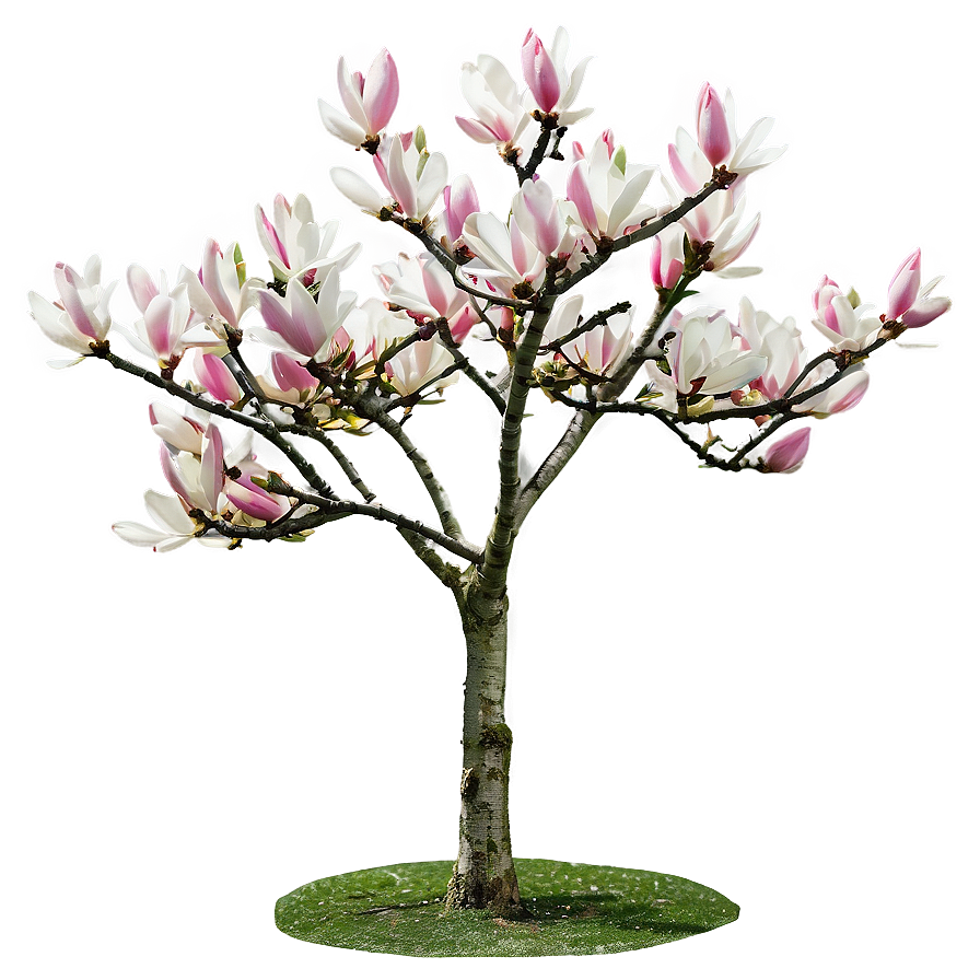 Early Spring Magnolia Tree Png Ruq53 PNG Image