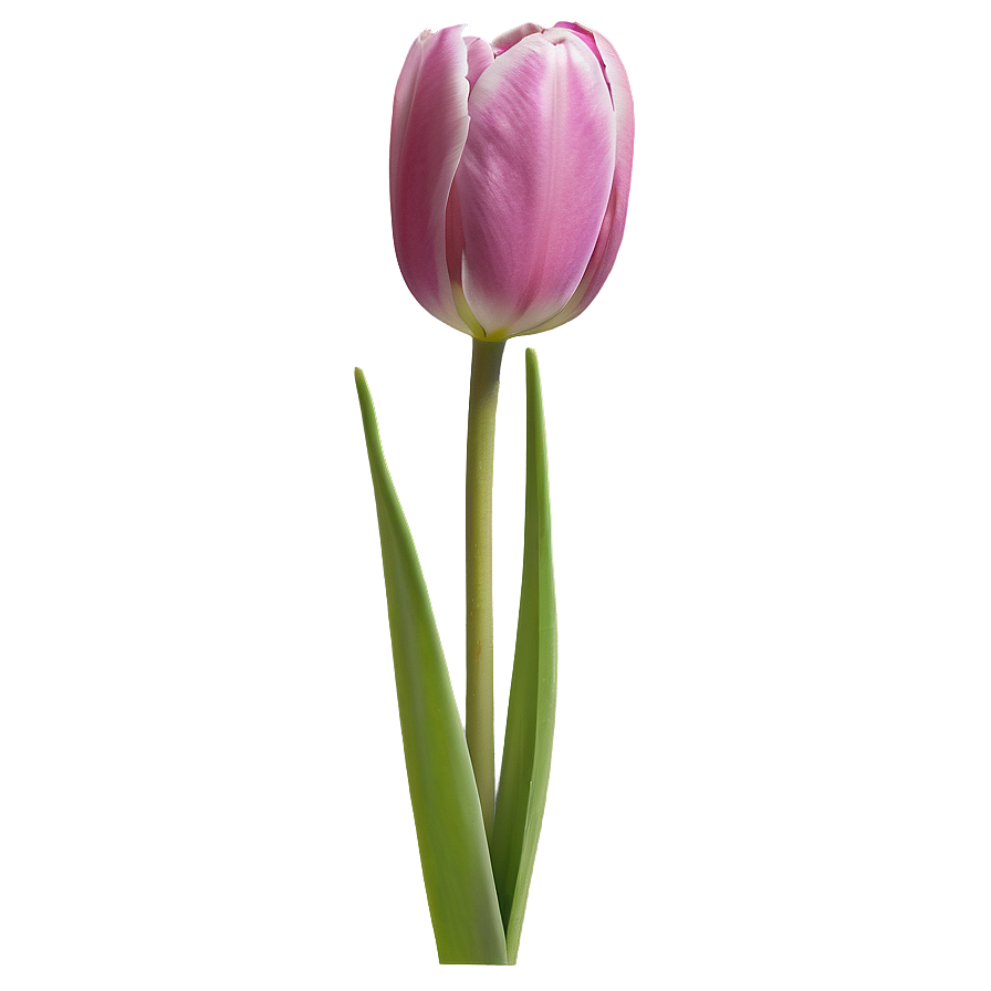 Early Spring Tulips Png Sqa PNG Image