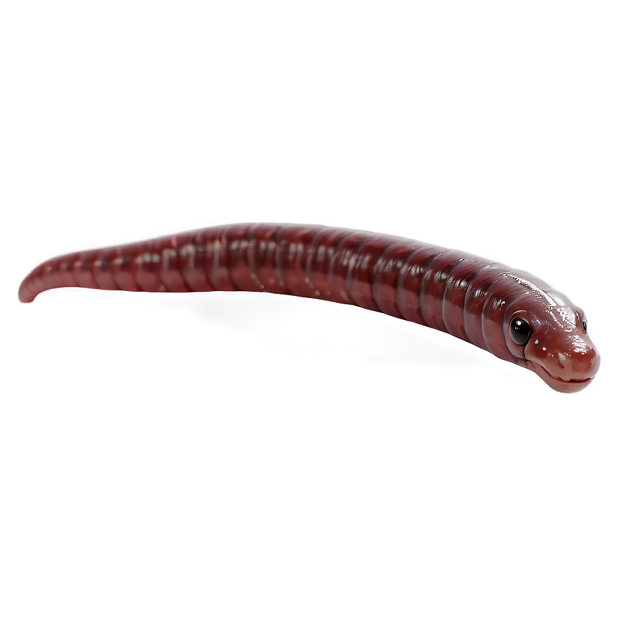 Earthworm Crawling Motion Png 26 PNG Image