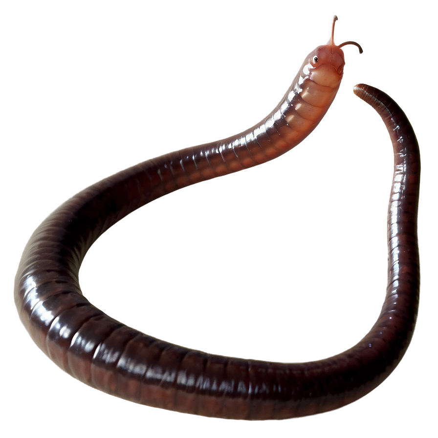 Earthworm Feeding Behavior Png 64 PNG Image