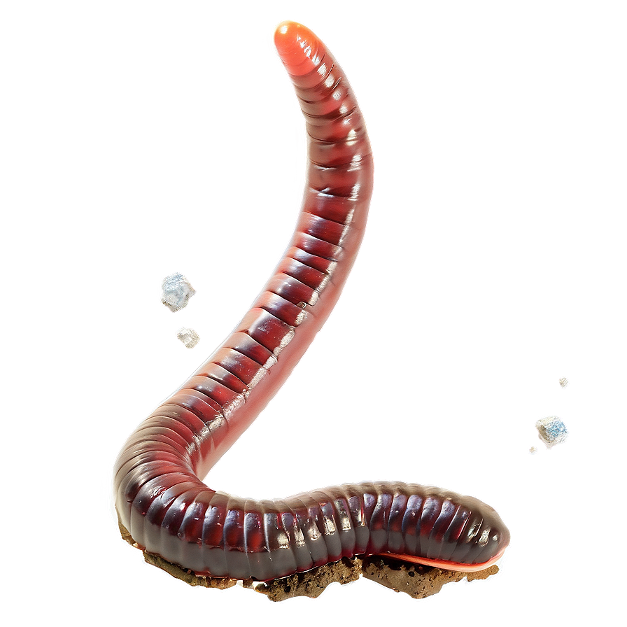 Earthworm In Soil Image Png 06212024 PNG Image