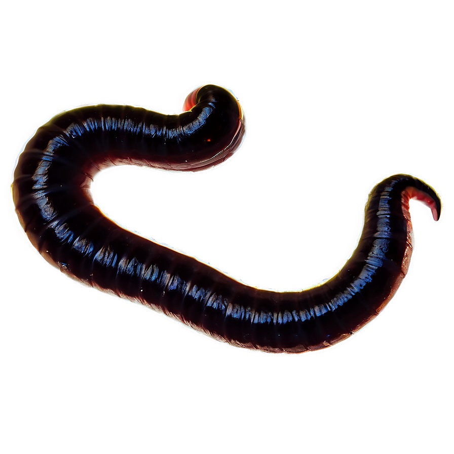 Earthworm Silhouette Graphic Png Ewn PNG Image