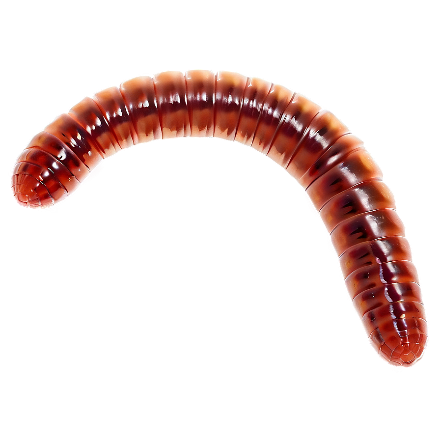 Earthworm Under Microscope Png 31 PNG Image