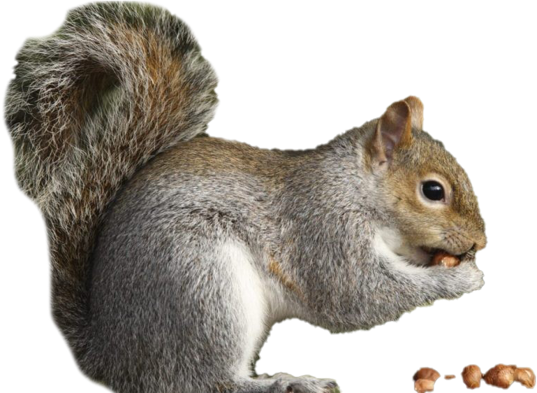 Eastern Grey Squirrel Eating Nut PNG Image