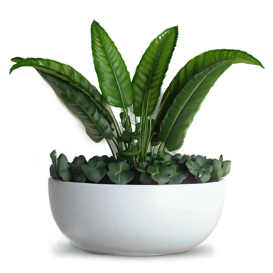 Easy Plant Care Png 26 PNG Image