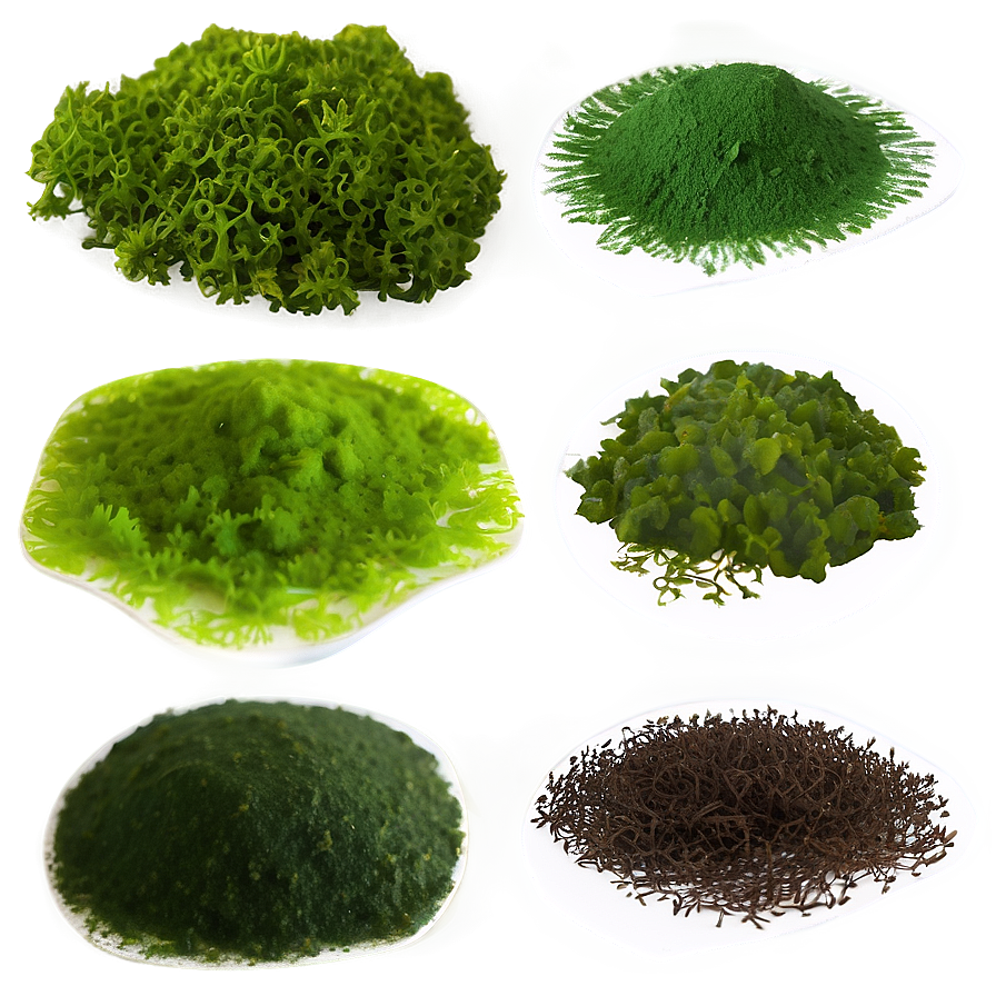 Edible Algae Species Png 06212024 PNG Image