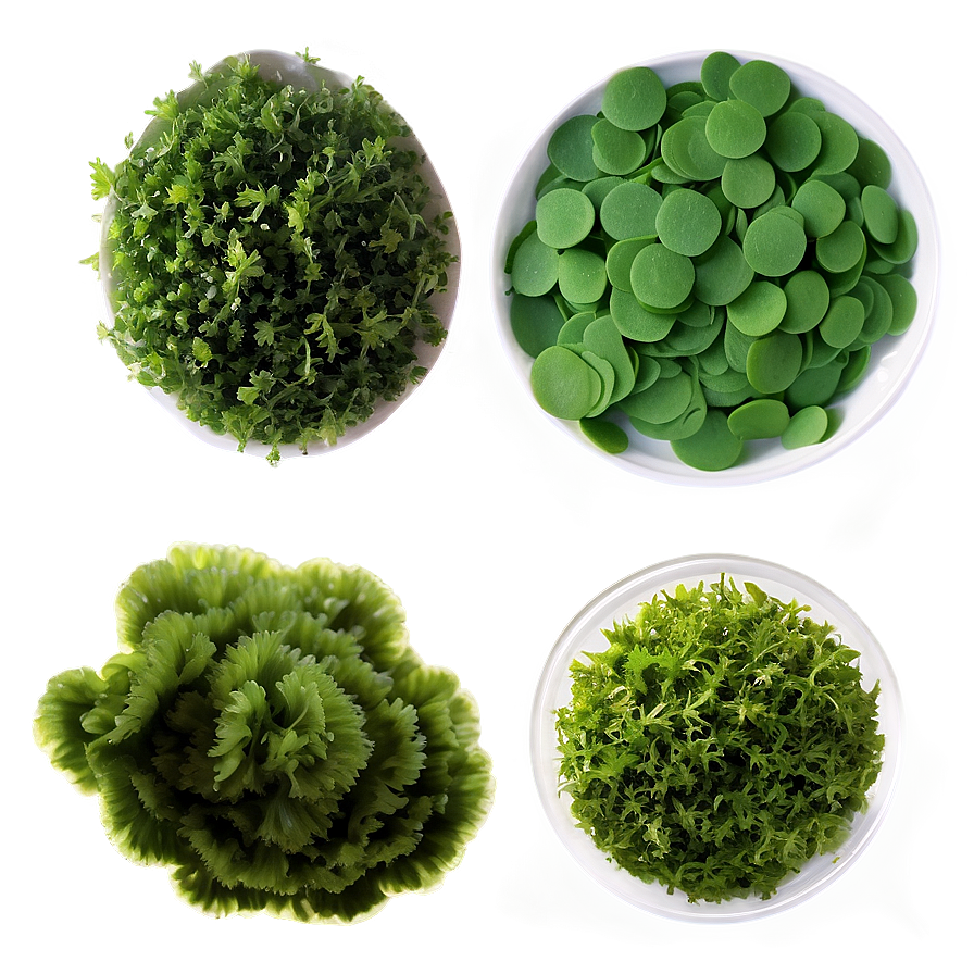 Edible Algae Species Png 62 PNG Image