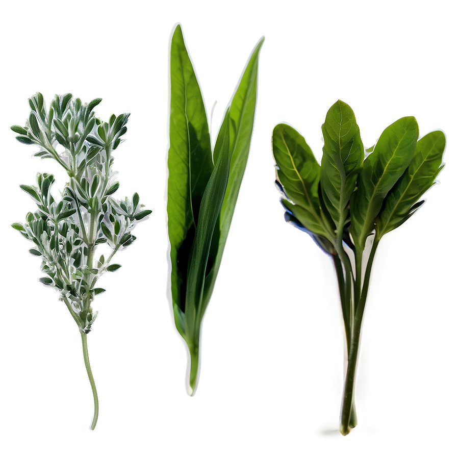 Edible Herb Png 06272024 PNG Image