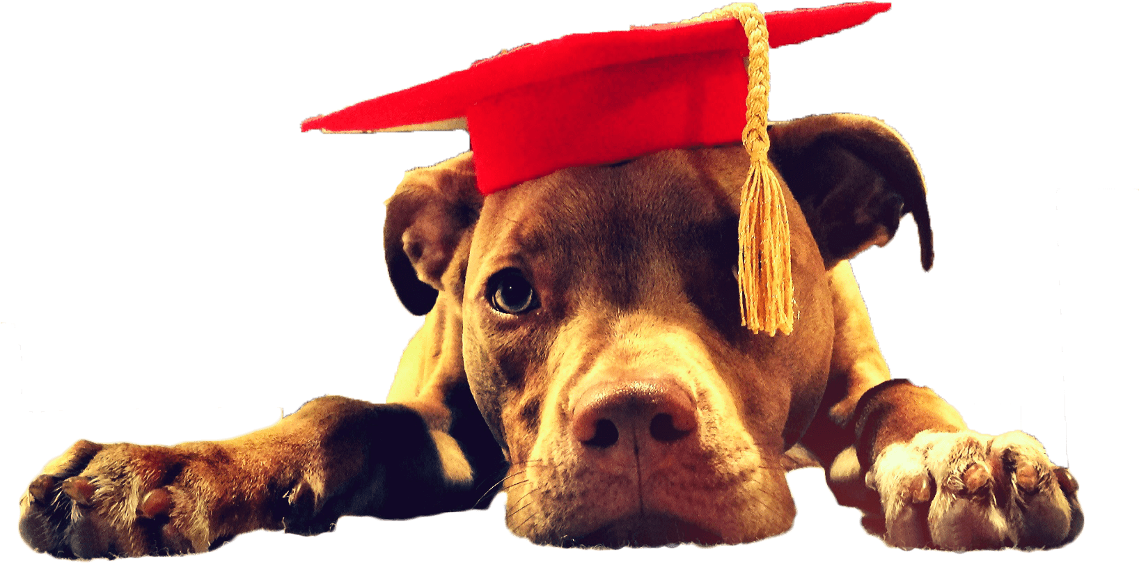 Educated Pitbull Graduation Cap.png PNG Image