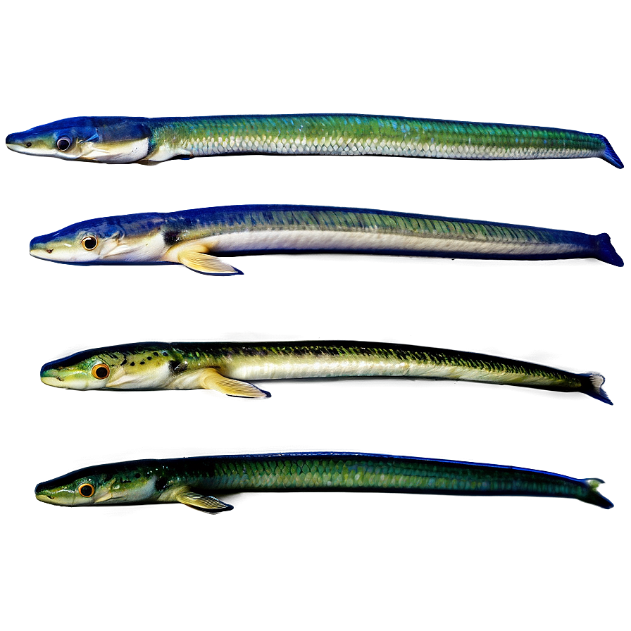 Eel Evolution Chart Png 84 PNG Image