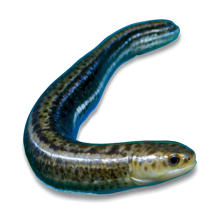 Eel Freshwater Stream Png Nbo PNG Image