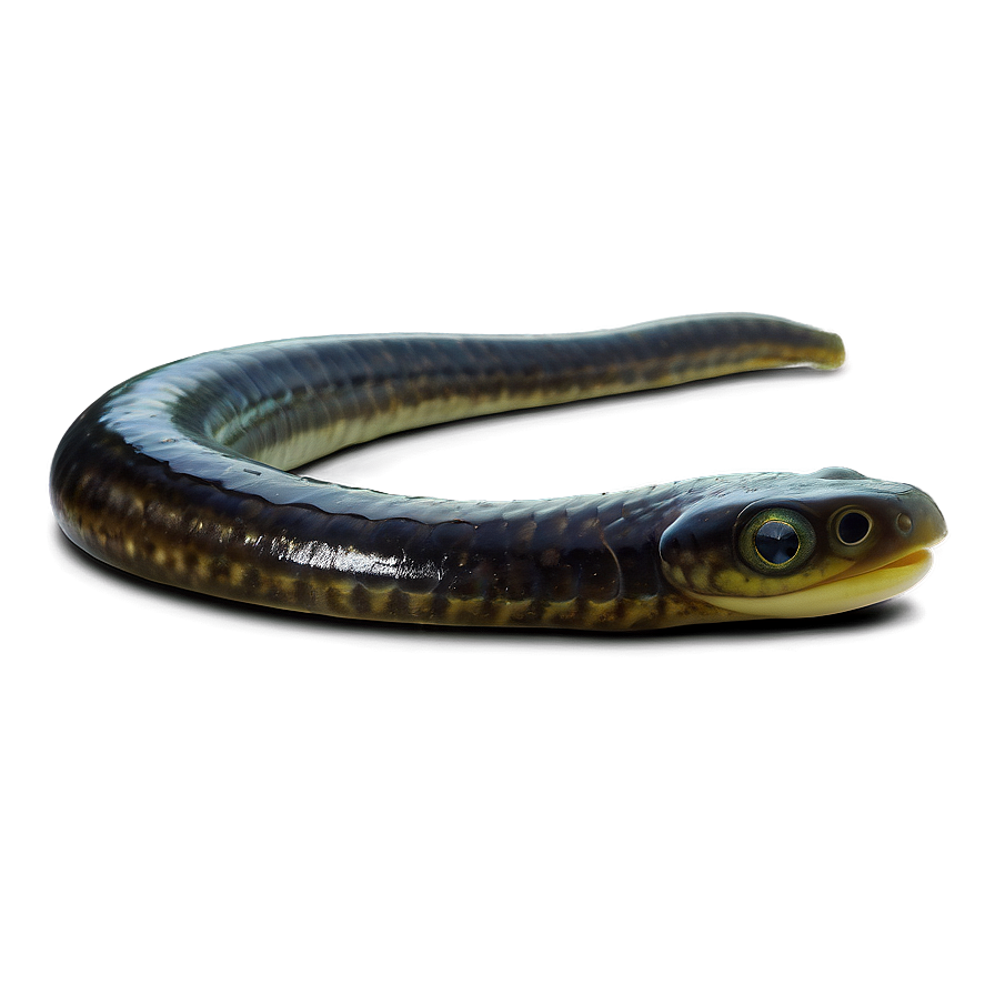 Eel Health Benefits Png Fxh4 PNG Image