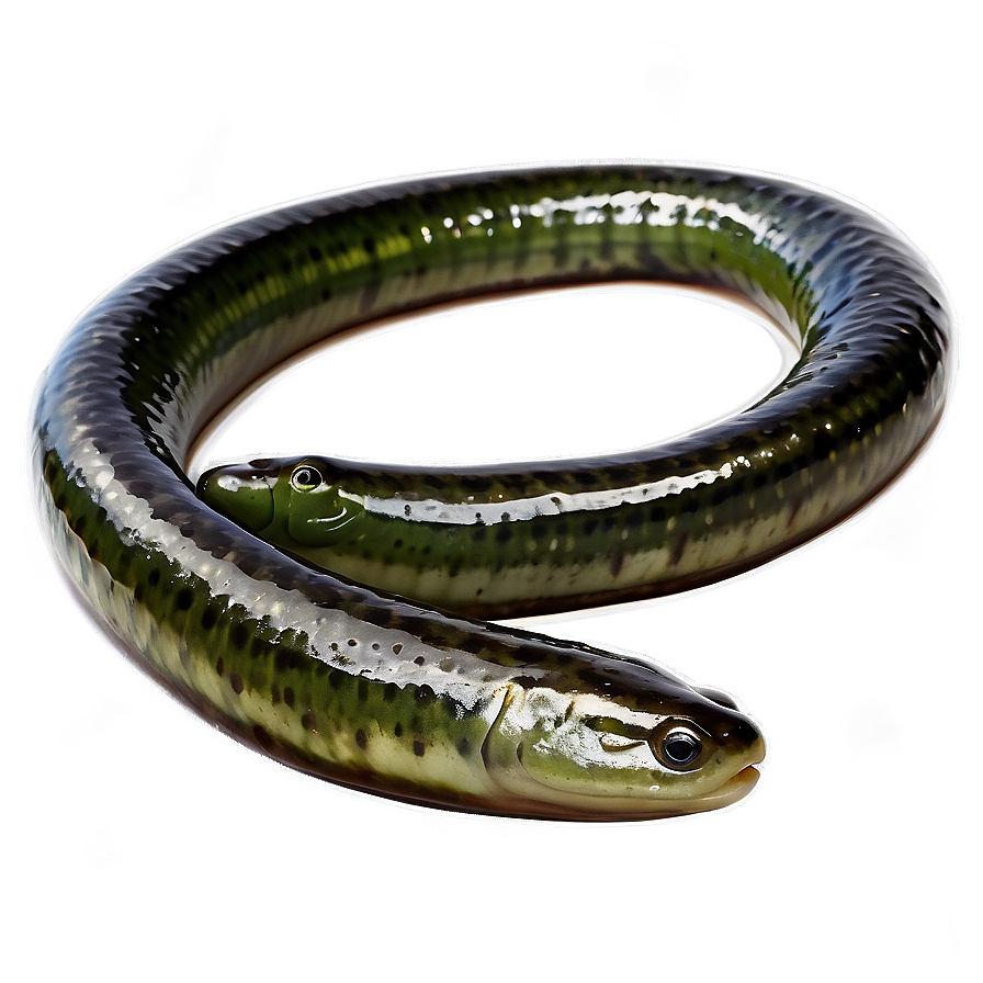 Eel In Seaweed Forest Png Khs48 PNG Image