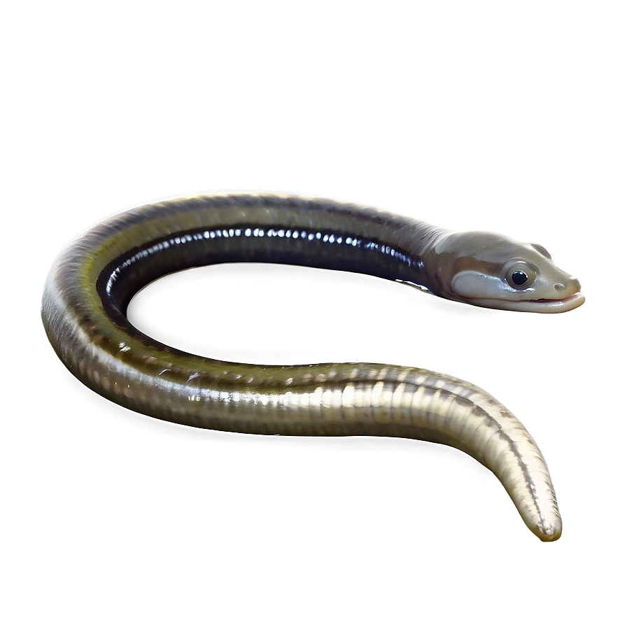 Eel Life Cycle Stage Png 27 PNG Image