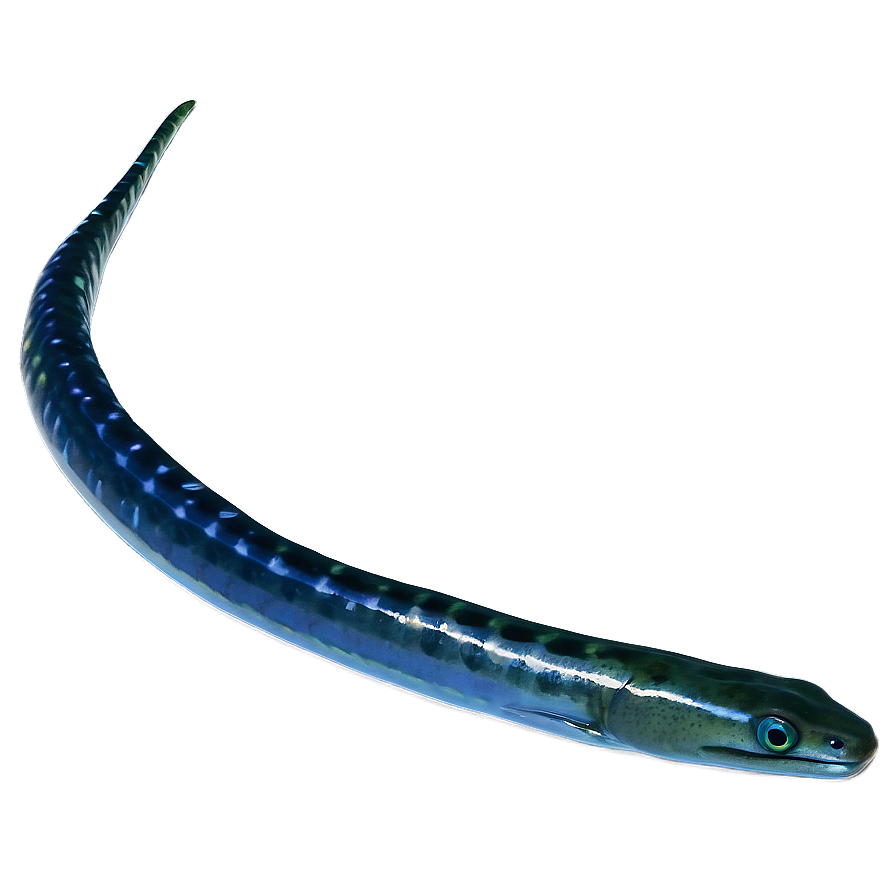 Eel Oceanic Journey Png 5 PNG Image