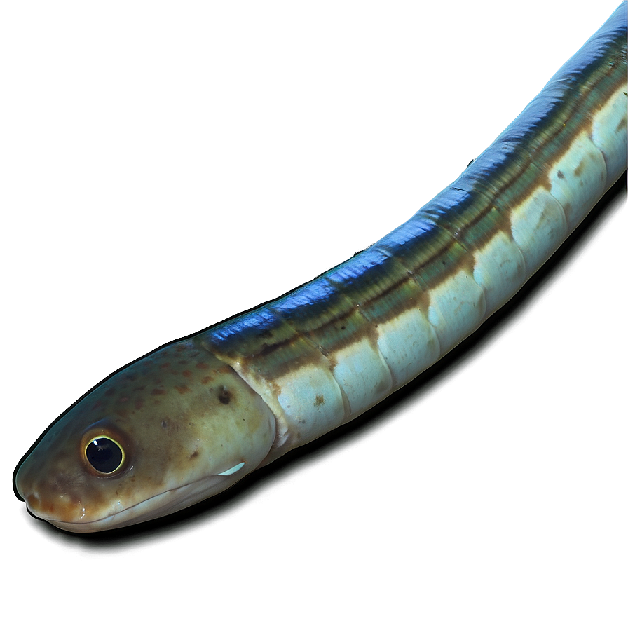 Eel Oceanic Journey Png Gel70 PNG Image