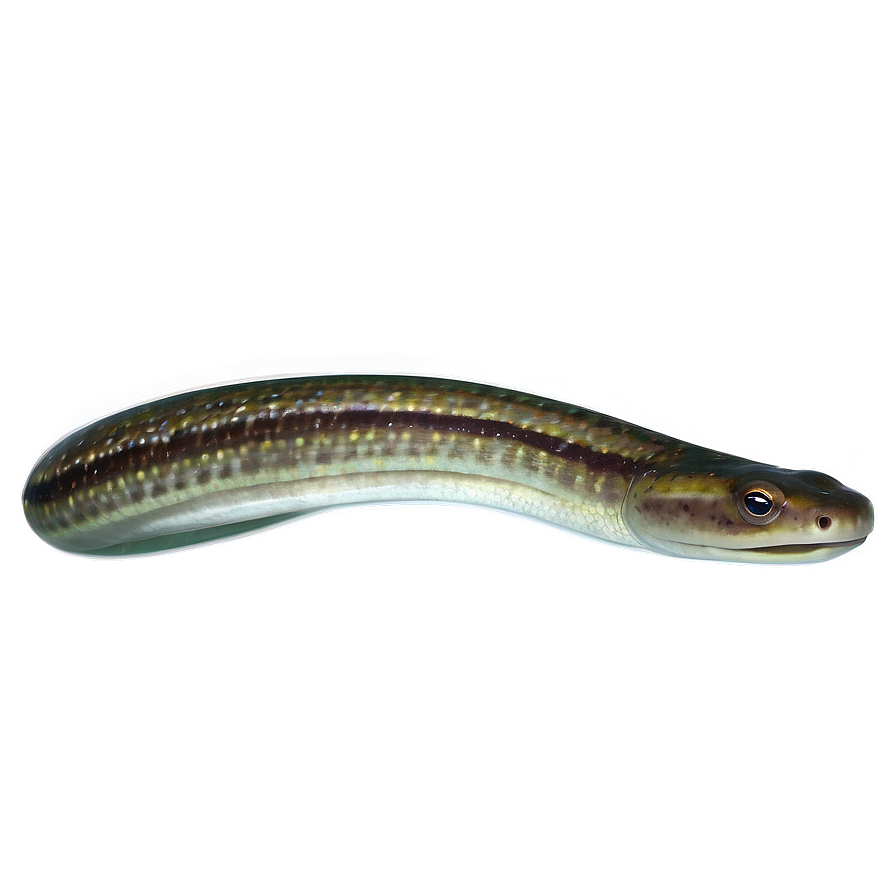 Eel Underwater World Png Acw PNG Image