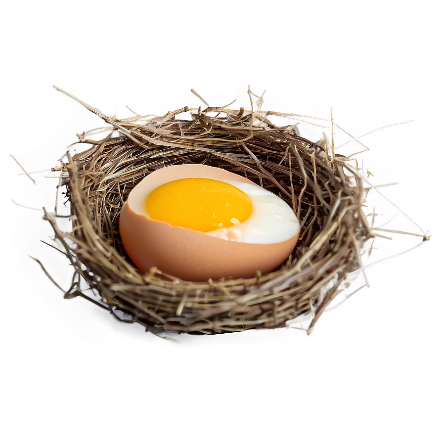 Egg In Nest Png 05042024 PNG Image