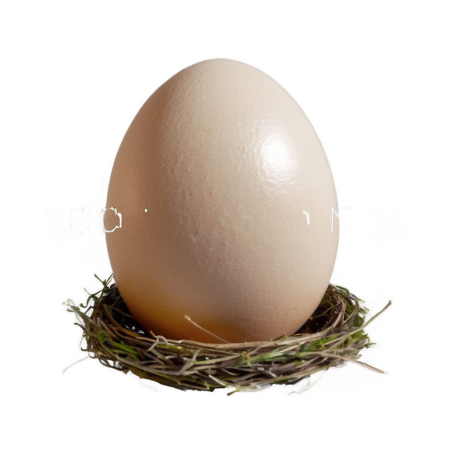 Egg In Nest Png Jfp PNG Image