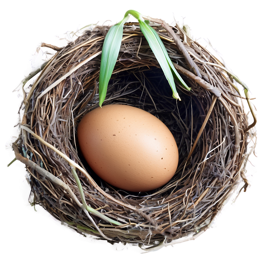 Egg In Nest Png Vxe PNG Image