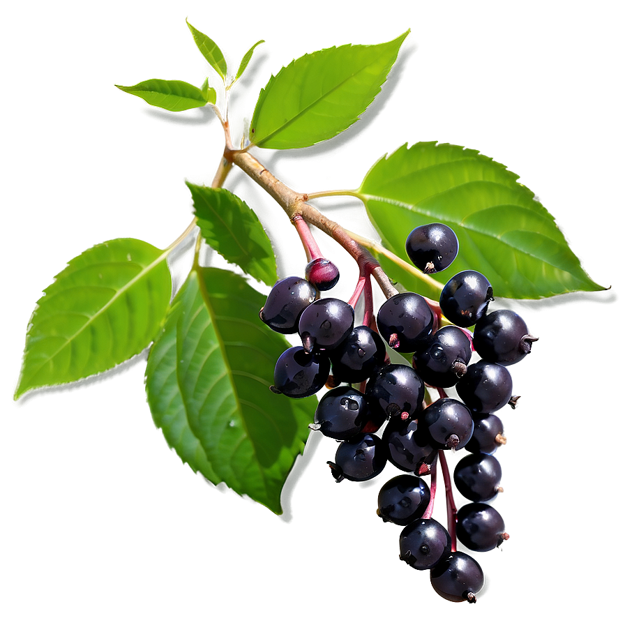 Elderberry A PNG Image