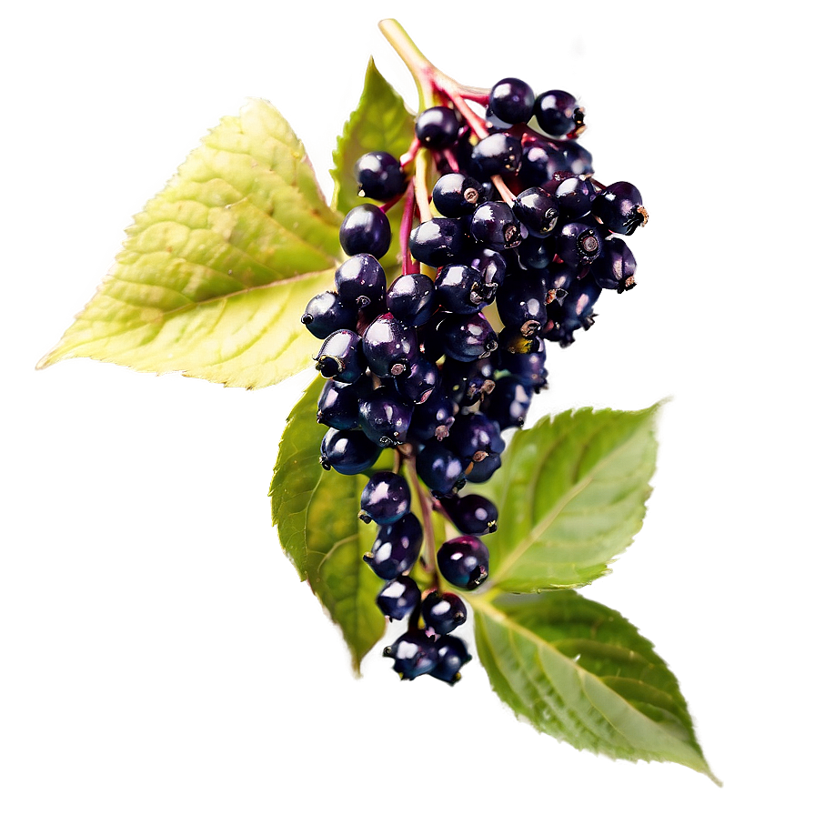 Elderberry Antioxidant Png Kwd PNG Image