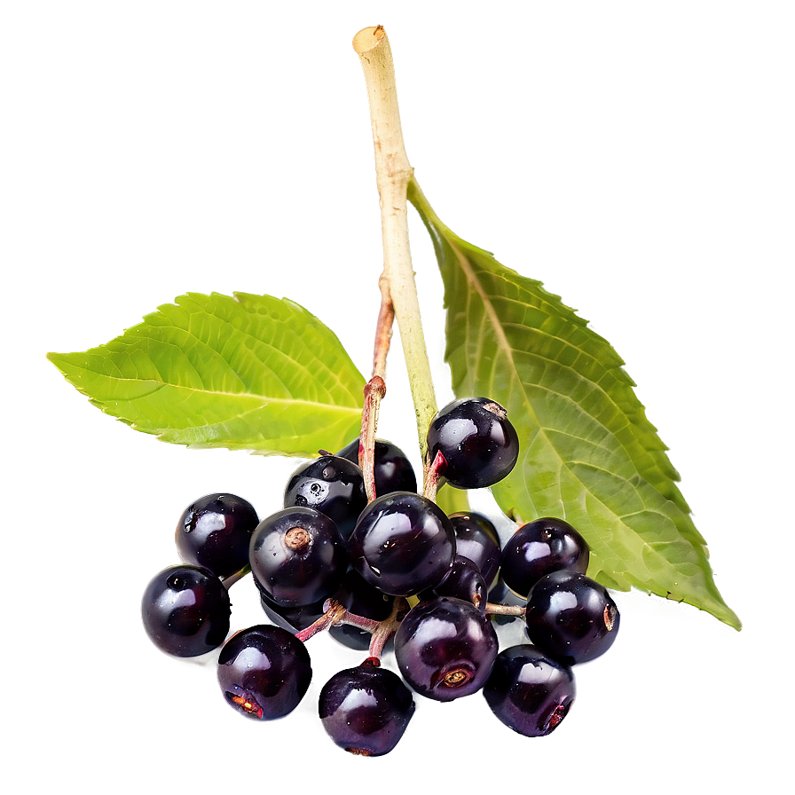 Elderberry Antioxidant Png Tvp4 PNG Image