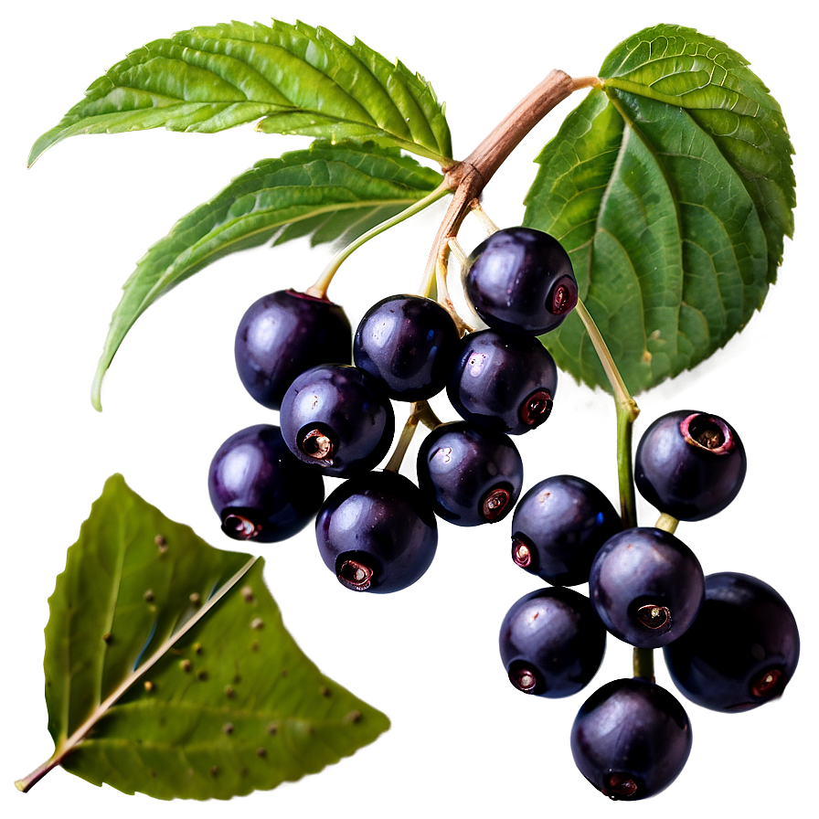 Elderberry B PNG Image