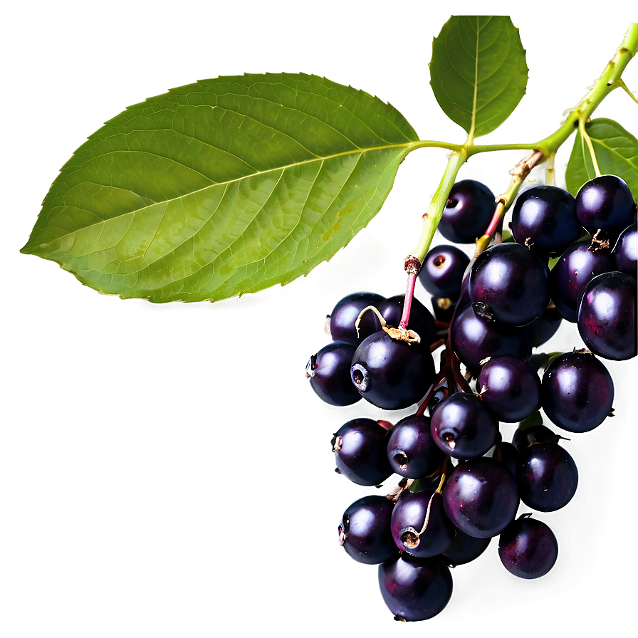 Elderberry Background Png 06252024 PNG Image