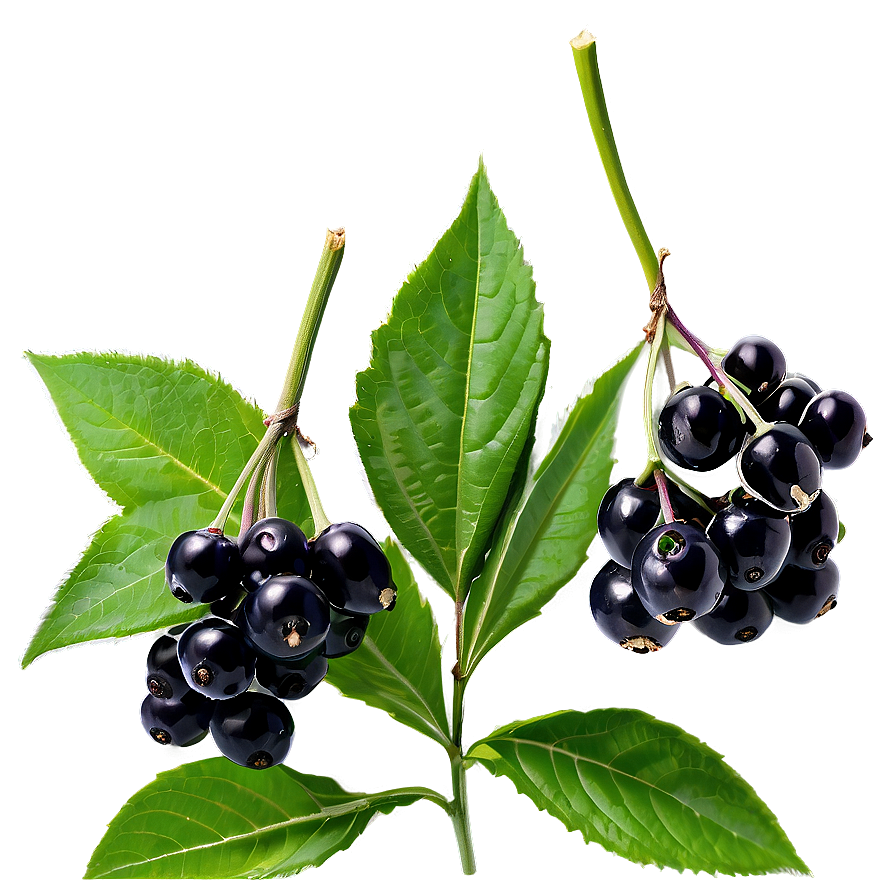 Elderberry Background Png Dho PNG Image