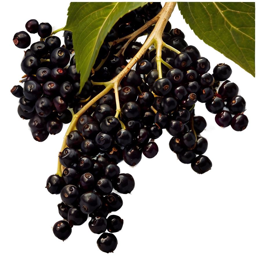 Elderberry Background Png Ysm PNG Image