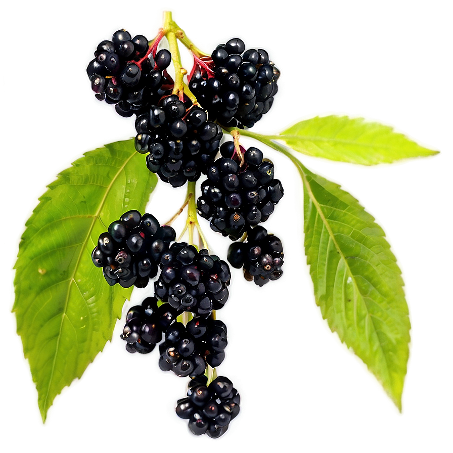 Elderberry Health Benefits Png 06252024 PNG Image