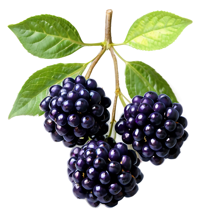 Elderberry Pattern Png 67 PNG Image