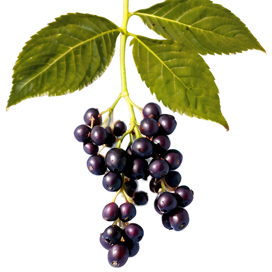 Elderberry Pattern Png Paw PNG Image