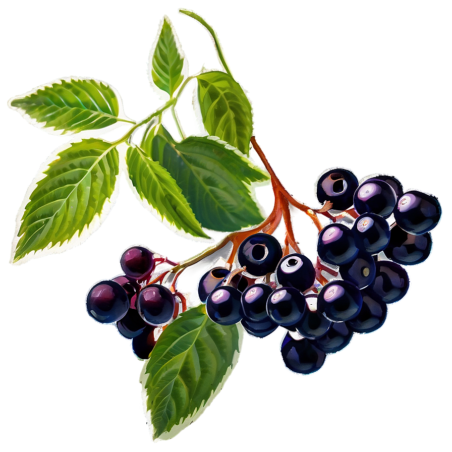 Elderberry Supplement Png Ivp PNG Image