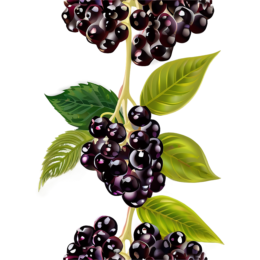 Elderberry Vector Png Xlo PNG Image