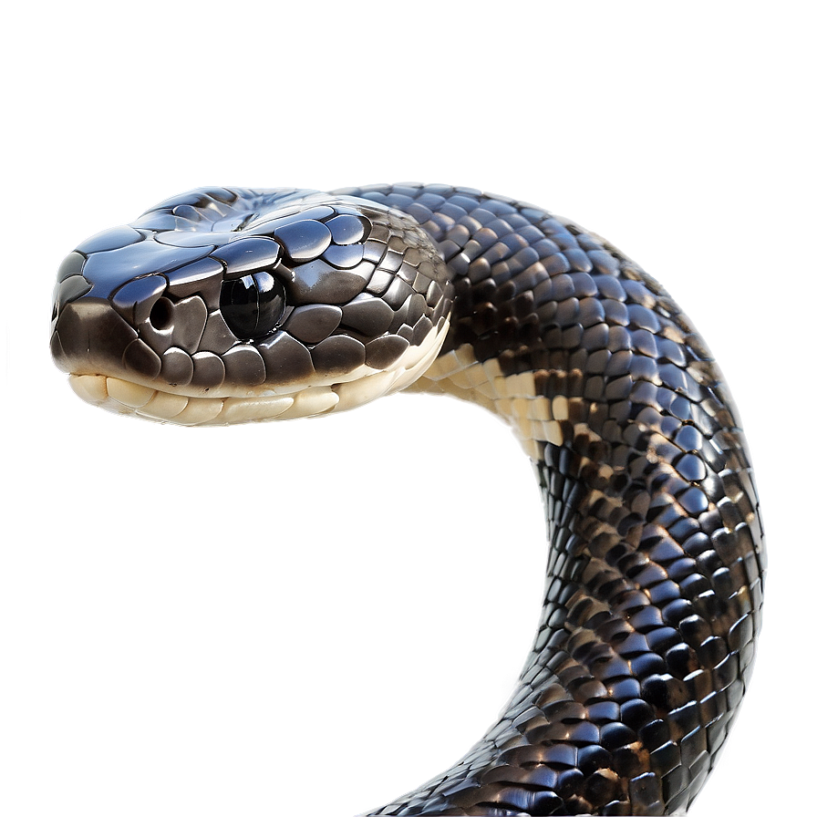 Elegant Black Snake Png Xkf31 PNG Image