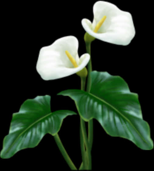 Elegant Calla Lilies Black Background PNG Image