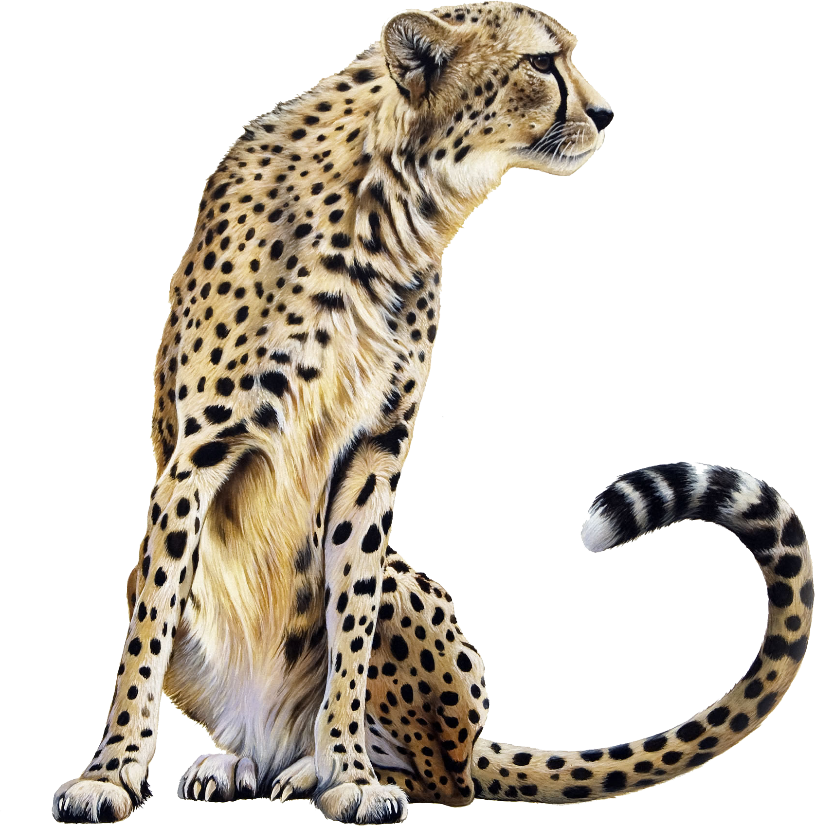 Elegant Cheetah Sitting Profile PNG Image