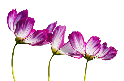 Elegant Cosmos Flowers Against Black Background PNG Image