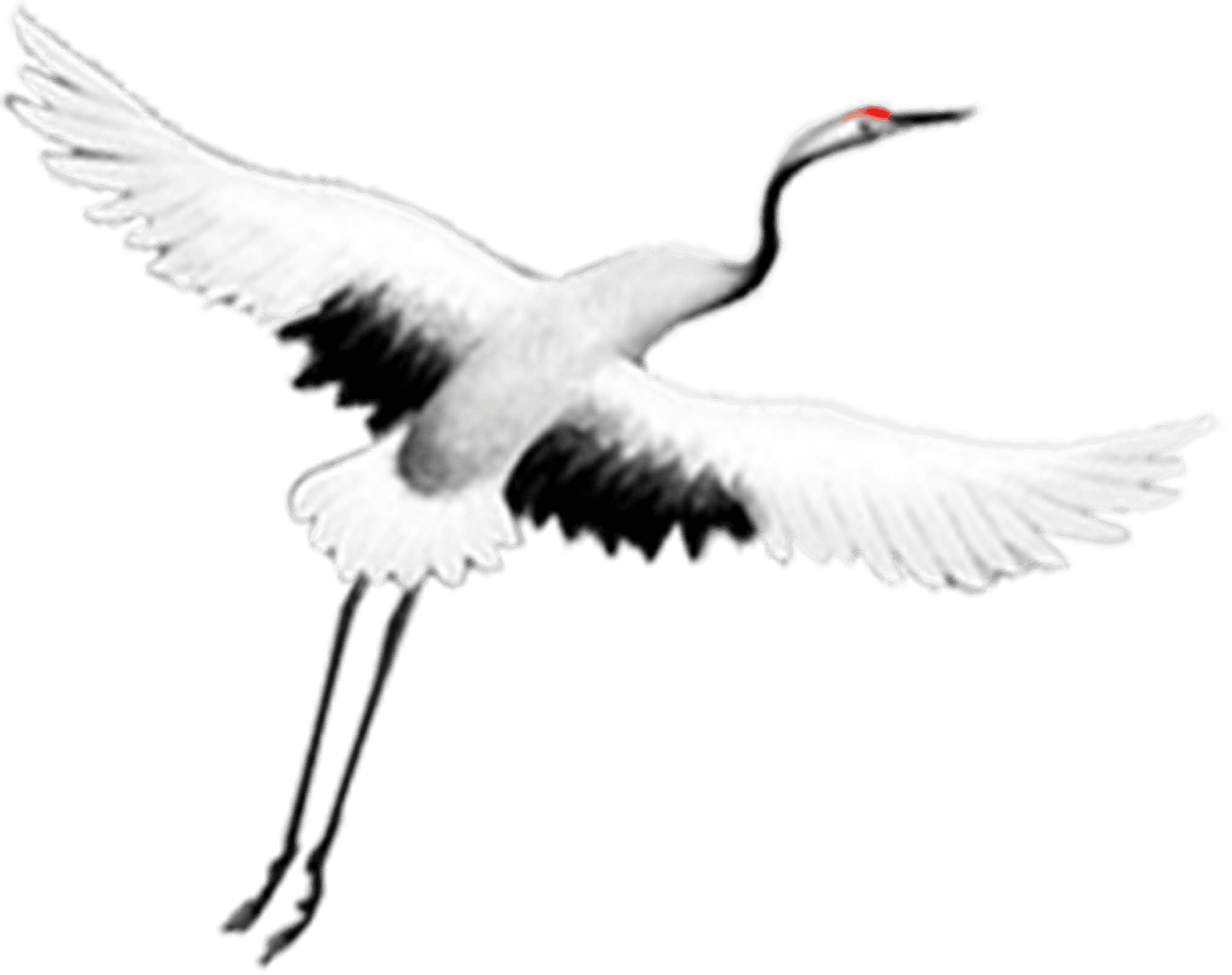 Elegant Crane In Flight.png PNG Image