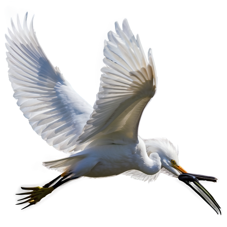 Elegant Egret Soaring Png Sov85 PNG Image